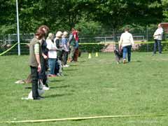 Hunde umrunden in der Gruppe